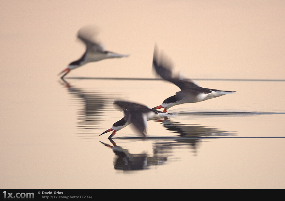 Three Black Skimmers