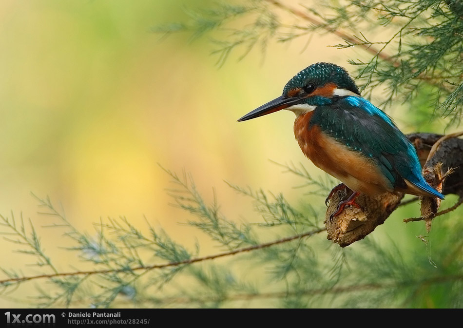 Kingfisher