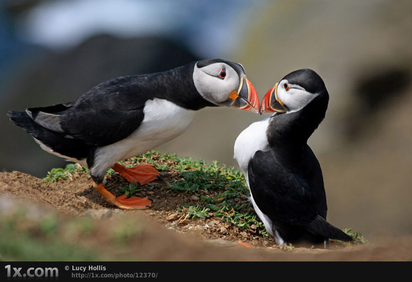 Puffins