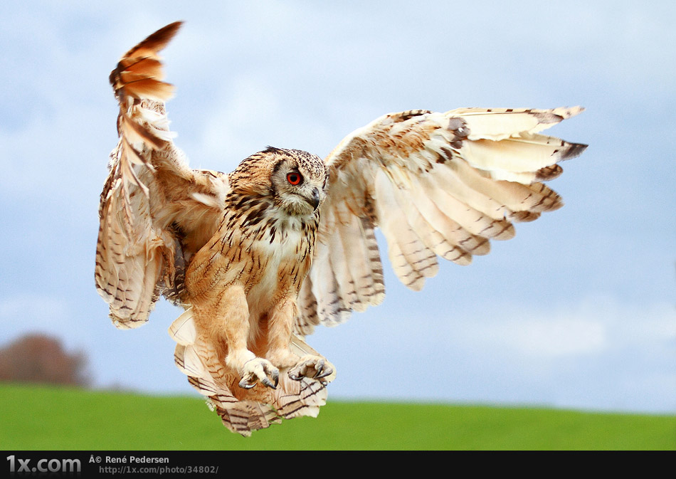 Bengal Eagle Owl II