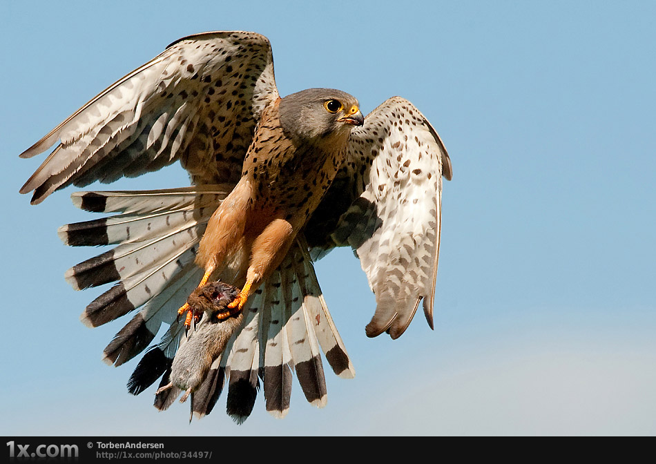 Kestrel and mouse..