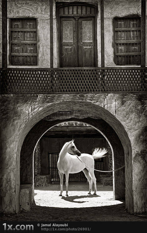 Arabian Gate