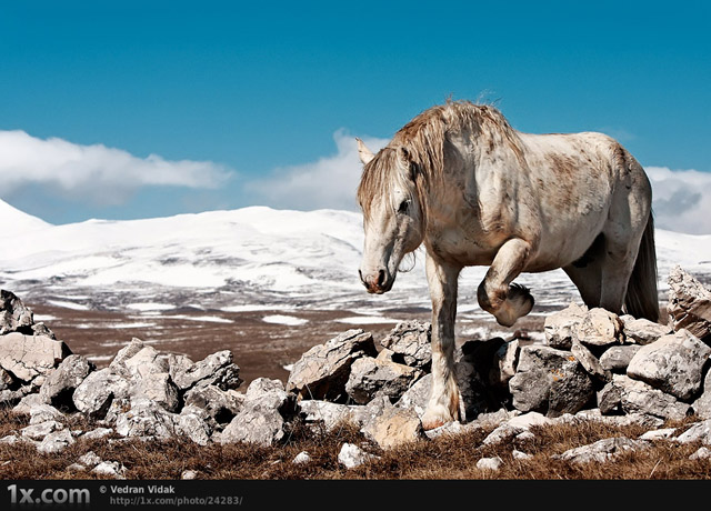 White horse