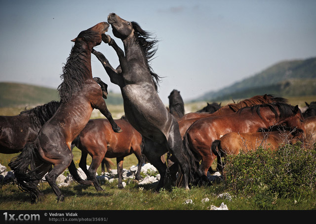 wild horses