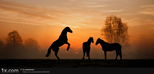 Horses at sunrise