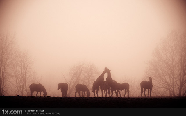 Foggy Horses