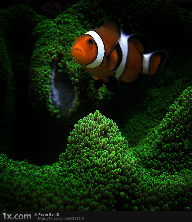 Clown fish