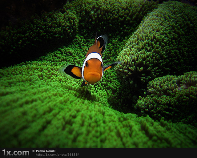 Amphiprion ocellaris