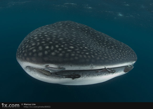 Portrait of a Whale Shark