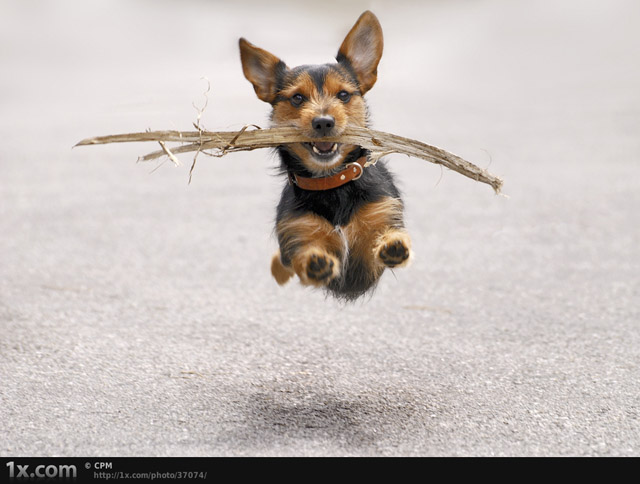 Flying Dog