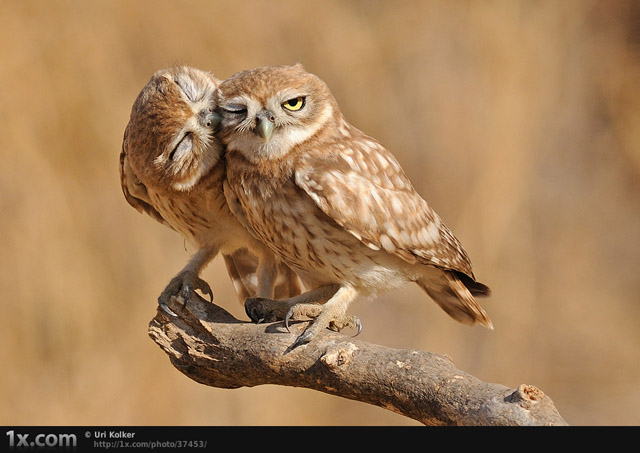 Little Owls